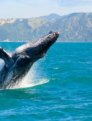 Bultrug walvis bij Kaikoura